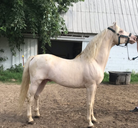 HorseID: 2316665 MLB Apparition - PhotoID: 1103219