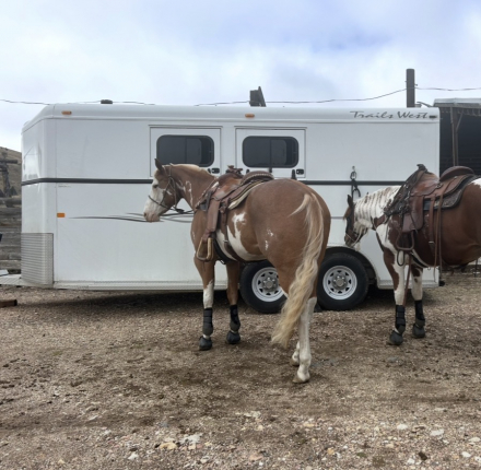 HorseID: 2316666 FAROUTS ONLY ZIPPO - PhotoID: 1103223