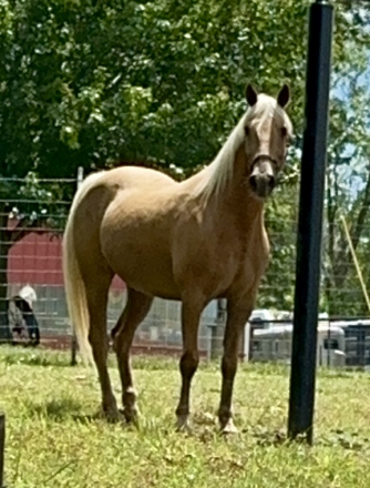 HorseID: 2316667 Pure Honey - PhotoID: 1103225