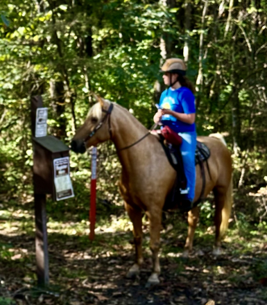 HorseID: 2316667 Pure Honey - PhotoID: 1103226