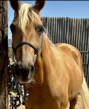 HorseID: 2316667 Pure Honey - PhotoID: 1103227