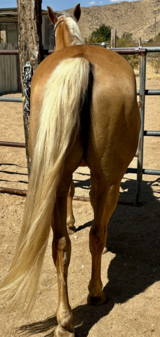 HorseID: 2316667 Pure Honey - PhotoID: 1103228