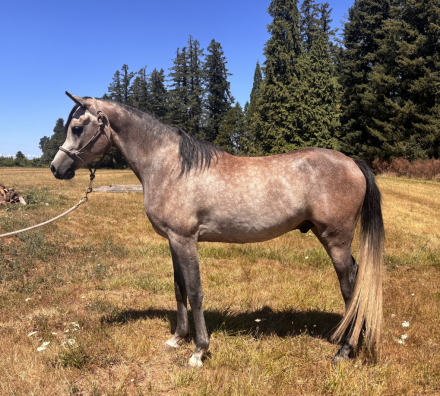 HorseID: 2316668 Savaant - PhotoID: 1103229