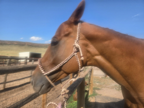 HorseID: 2316671 Ellie - PhotoID: 1103233
