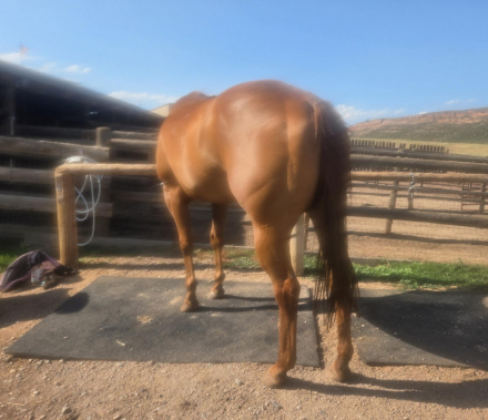 HorseID: 2316671 Ellie - PhotoID: 1103234