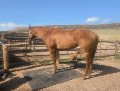 HorseID: 2316671 Ellie - PhotoID: 1103235