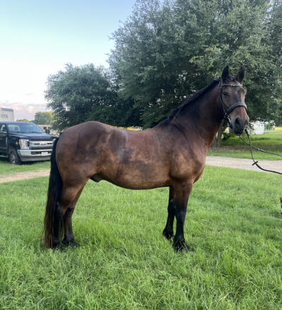 HorseID: 2316672 Dreamer - PhotoID: 1103236