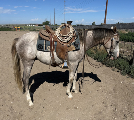 HorseID: 2316678 Red - PhotoID: 1103240