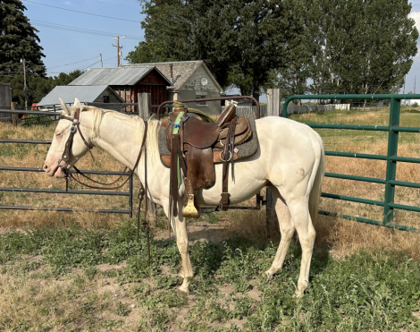 HorseID: 2316680 Watch my smoking bar - PhotoID: 1103137