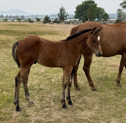 HorseID: 2316682 Pending - PhotoID: 1103243