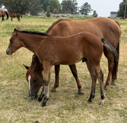 HorseID: 2316682 Pending - PhotoID: 1103244
