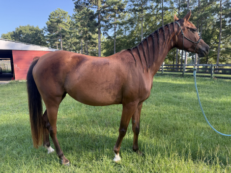 HorseID: 2316683 Lady Blue RBS - PhotoID: 1103245