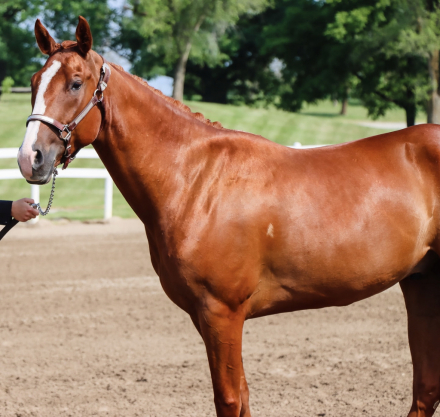 HorseID: 2316687 Little Magic’s Legacy - PhotoID: 1103246