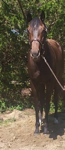 HorseID: 2316694 Miss Tiramisu - PhotoID: 1103253