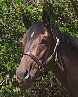 HorseID: 2316694 Miss Tiramisu - PhotoID: 1103254
