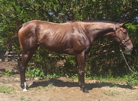 HorseID: 2316694 Miss Tiramisu - PhotoID: 1103255