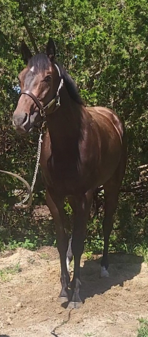 HorseID: 2316694 Miss Tiramisu - PhotoID: 1103256