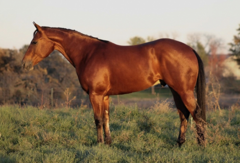 HorseID: 2316695 HSF High Voltage - PhotoID: 1103258