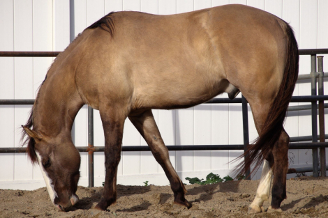 HorseID: 2316697 General Patton - PhotoID: 1103259