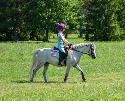 HorseID: 2316702 Bugsy - PhotoID: 1103261