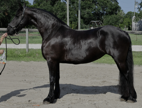 HorseID: 2316717 Wille van de Warna - PhotoID: 1103204