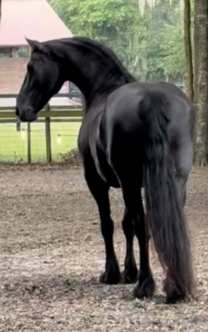 HorseID: 2316717 Wille van de Warna - PhotoID: 1103205