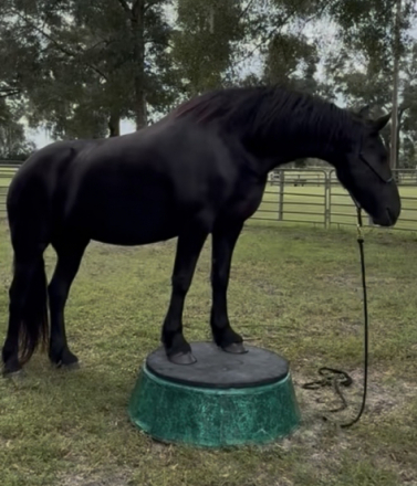 HorseID: 2316717 Wille van de Warna - PhotoID: 1103206
