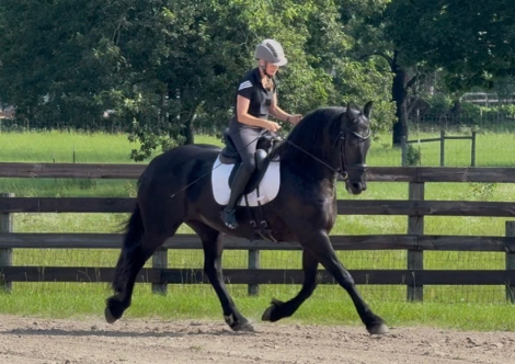 HorseID: 2316717 Wille van de Warna - PhotoID: 1103207