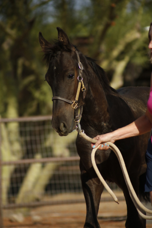 HorseID: 2316719 Illya of Starlit Ridge - PhotoID: 1103279