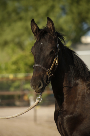 HorseID: 2316719 Illya of Starlit Ridge - PhotoID: 1103280