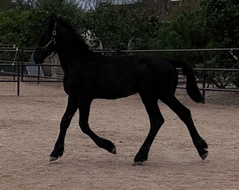 HorseID: 2316719 Illya of Starlit Ridge - PhotoID: 1103281