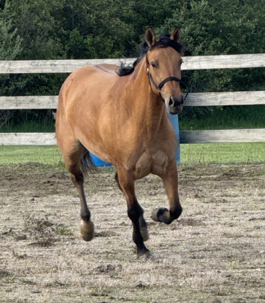 HorseID: 2316729 Rumor In Hollywood - PhotoID: 1103288