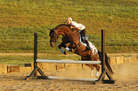 HorseID: 2316730 Cash - PhotoID: 1103284