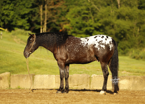 HorseID: 2316730 Cash - PhotoID: 1103285