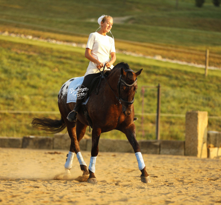 HorseID: 2316730 Cash - PhotoID: 1103286