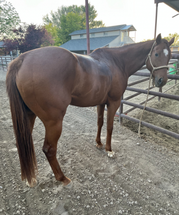 HorseID: 2316731 Wonlittledoll - PhotoID: 1103291