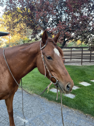 HorseID: 2316731 Wonlittledoll - PhotoID: 1103292