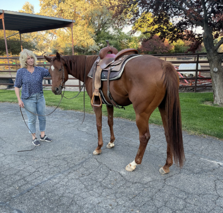 HorseID: 2316731 Wonlittledoll - PhotoID: 1103293