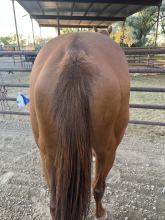 HorseID: 2316731 Wonlittledoll - PhotoID: 1103294