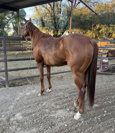 HorseID: 2316731 Wonlittledoll - PhotoID: 1103295