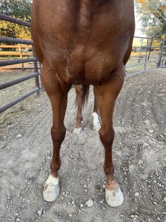 HorseID: 2316731 Wonlittledoll - PhotoID: 1103296