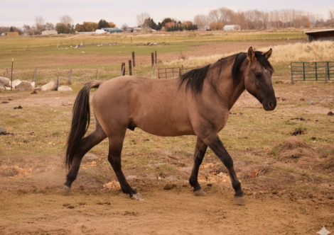 HorseID: 2316734 Dun Got it All - PhotoID: 1103297