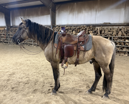 HorseID: 2316734 Dun Got it All - PhotoID: 1103299
