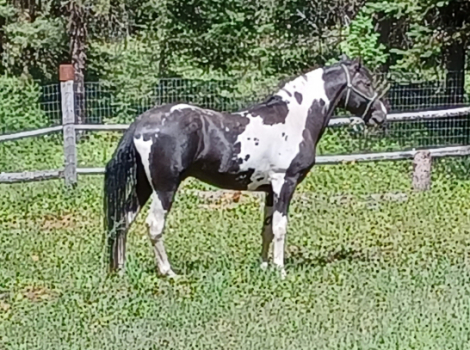 HorseID: 2316738 Stuntman's Hyatt Regency - PhotoID: 1103306
