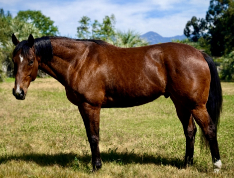 HorseID: 2316747 Rate For Me - PhotoID: 1103208