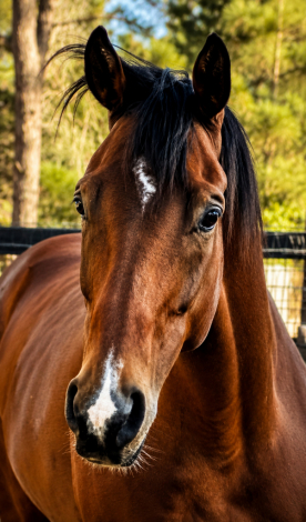 HorseID: 2316747 Rate For Me - PhotoID: 1103209