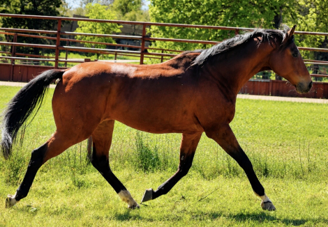 HorseID: 2316747 Rate For Me - PhotoID: 1103210