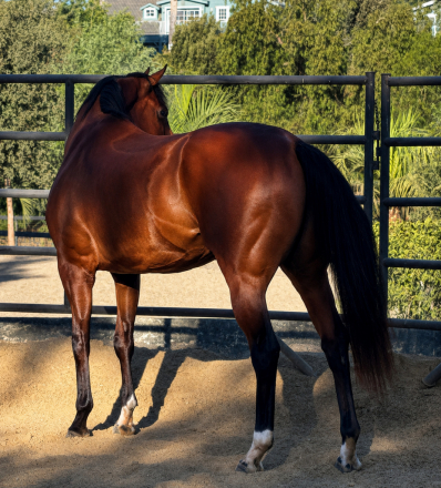 HorseID: 2316747 Rate For Me - PhotoID: 1103211