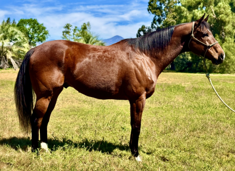 HorseID: 2316747 Rate For Me - PhotoID: 1103212
