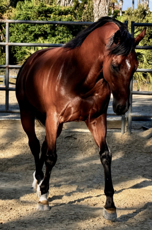 HorseID: 2316747 Rate For Me - PhotoID: 1103213